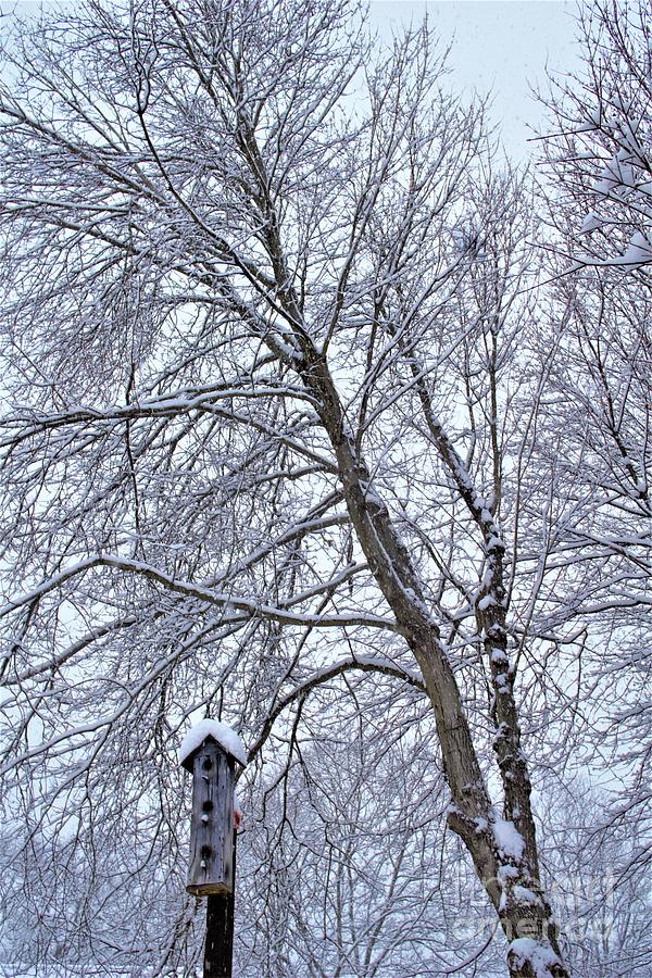 Snowy Birdhouse Photograph