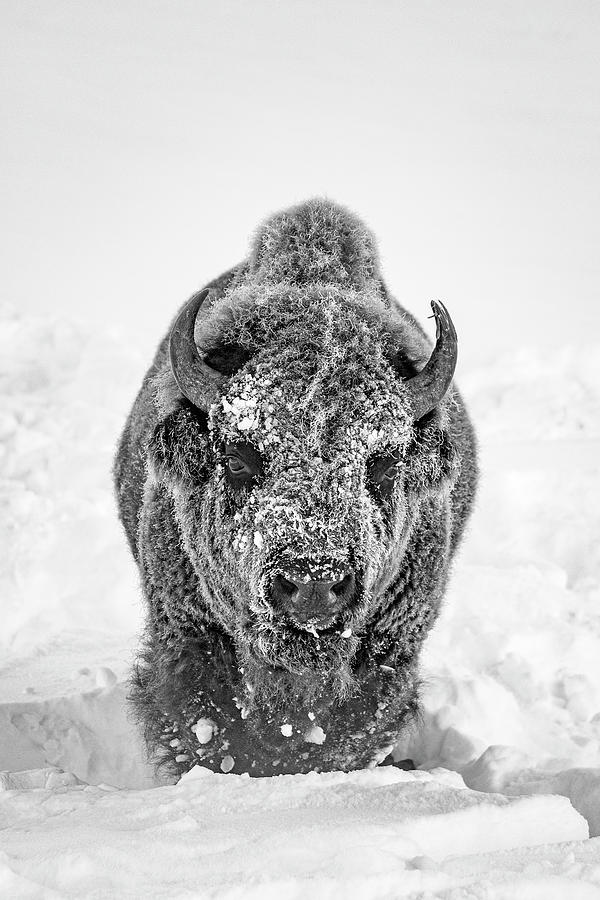 Snowy Bison Photograph by D Robert Franz