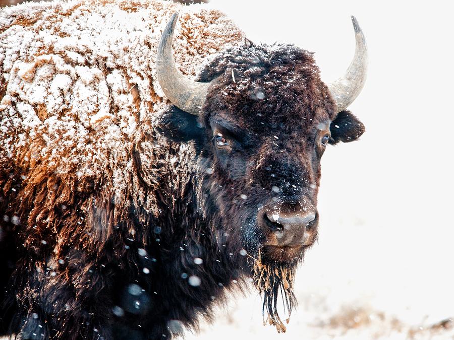 Snowy Bison Photograph by Edgar Estrada