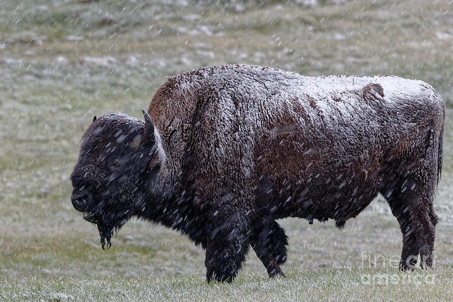 Snowy Bison in Wyoming Photograph by Natural Focal Point Photography