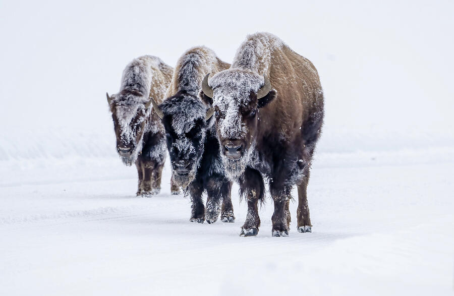 Snowy Bison Photograph by Julie Barrick