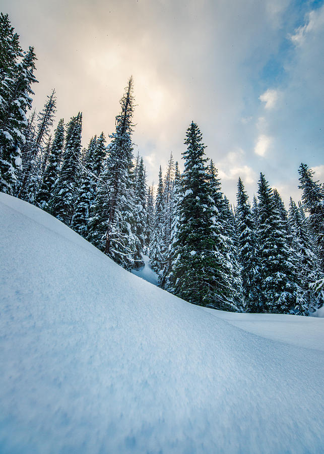 Snowy Bitterroot Forest 2 Photograph by Matt Hammerstein