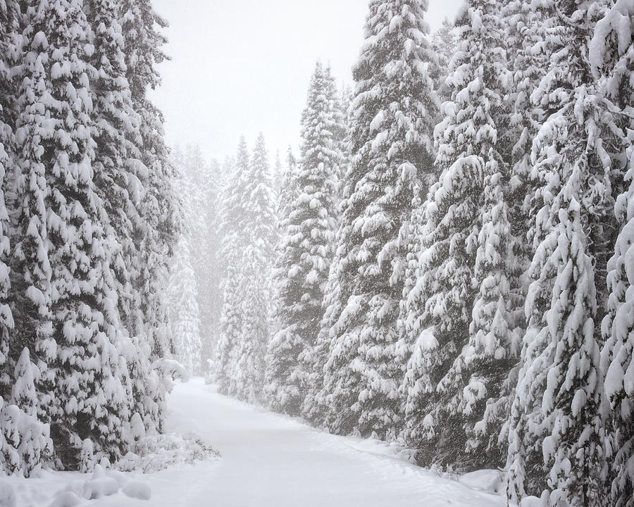 Snowy Bitterroot Forest Photograph by Matt Hammerstein