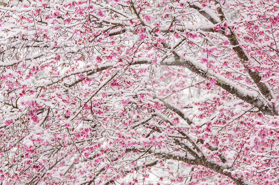 Snowy Blossoms Photograph by Mary Ann Artz