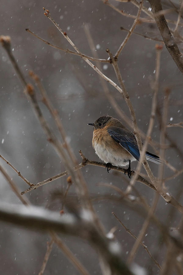 Snowy Bluebird Photograph by Denise Kopko