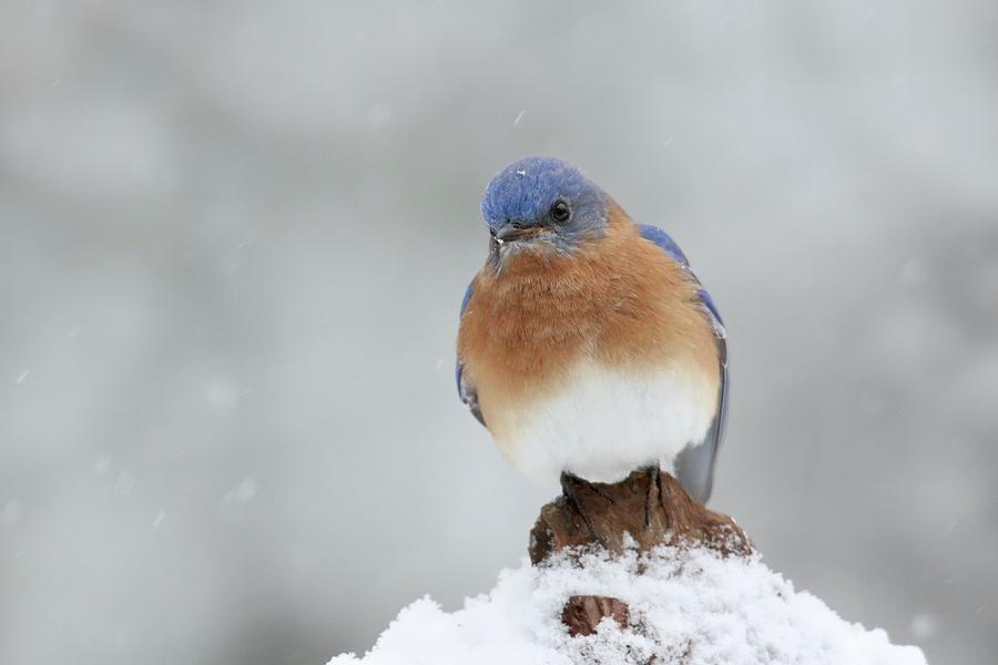 Snowy Bluebird Photograph by Sue Feldberg | Pixels