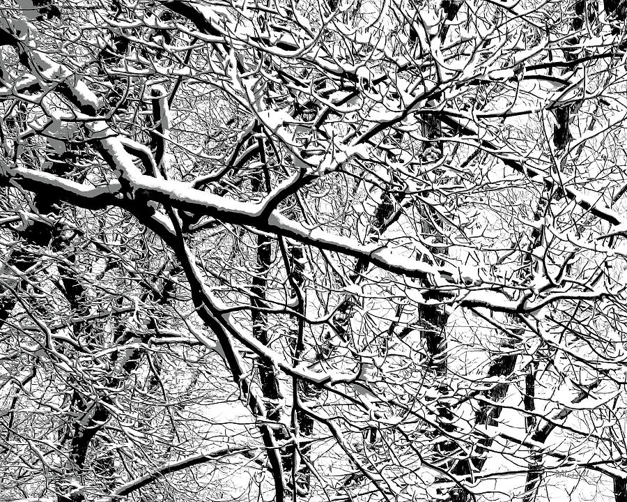 Snowy Branch Tangle Photograph by Dennis Lundell