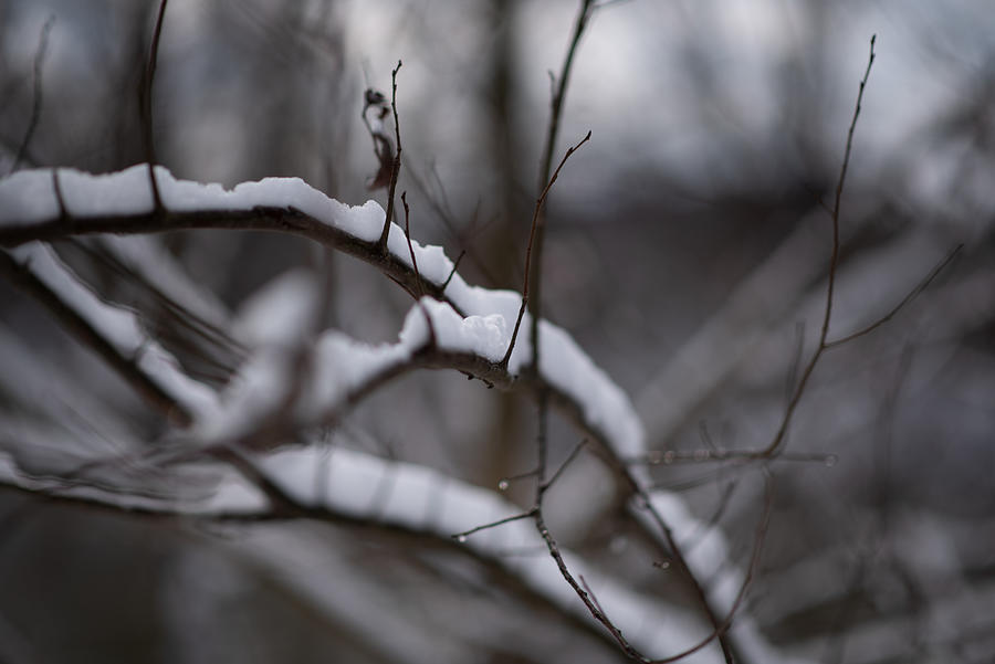 Snowy Branches Photograph by Evan Foster