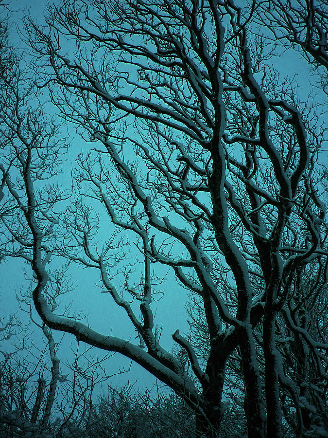Snowy Branches In Winter Blue Photograph by Richard Brookes