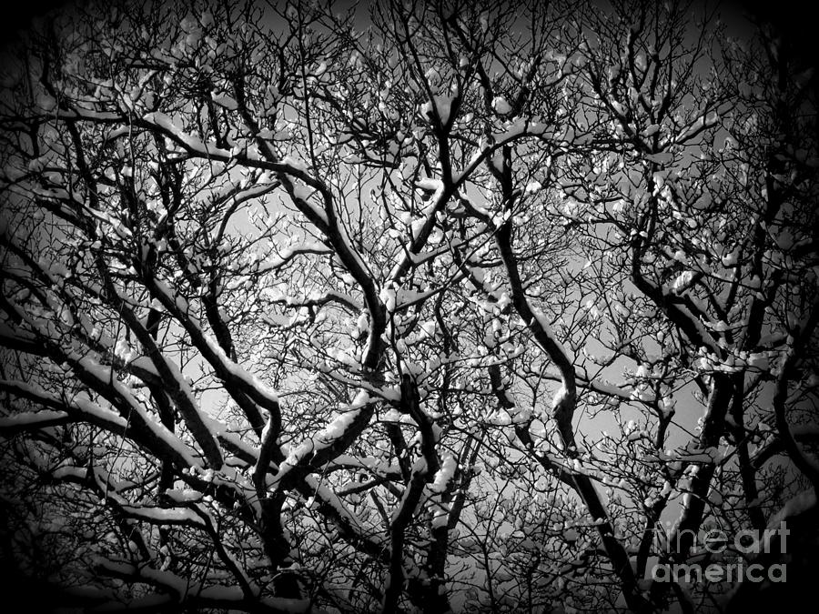 Snowy Branches Interplay - Black and White Photograph by Frank J Casella