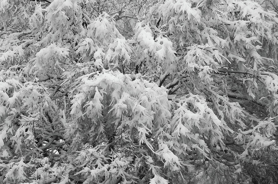 Snowy Branches Photograph by Kathi Isserman