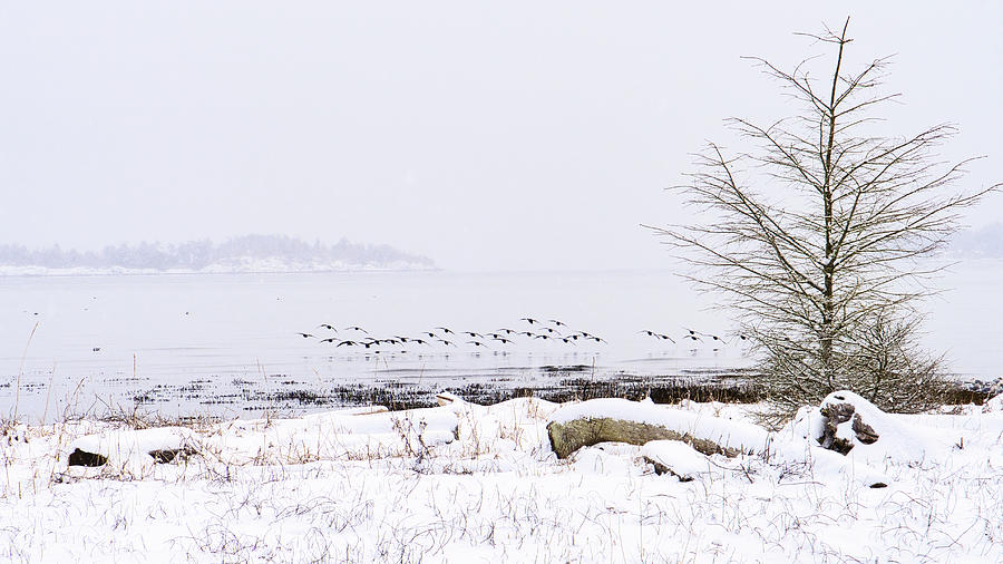 Snowy Brandt Geese Approach Photograph by Allan Van Gasbeck