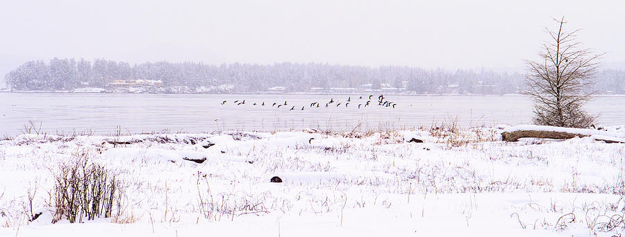 Snowy Brandt Geese Flight Photograph