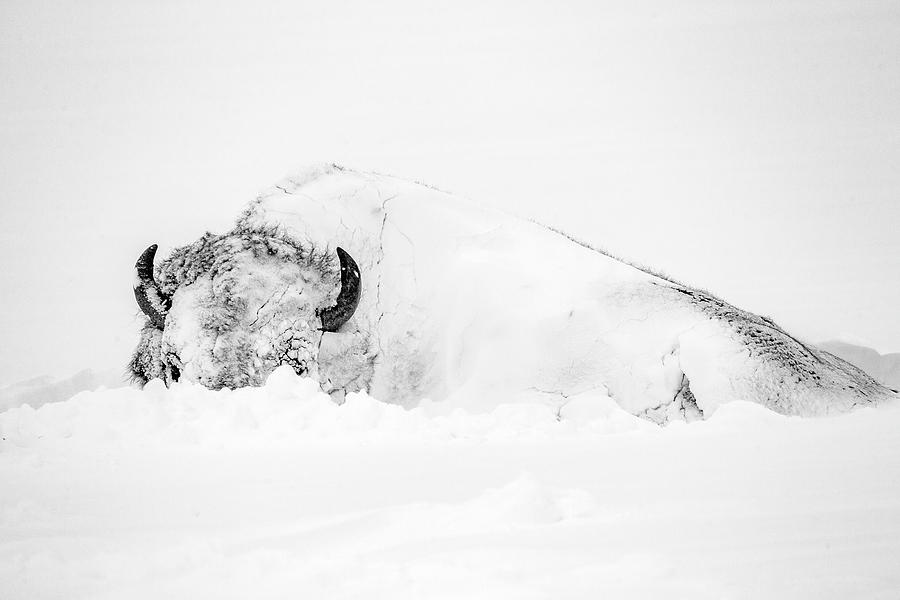 Snowy Buffalo Photograph by D Robert Franz
