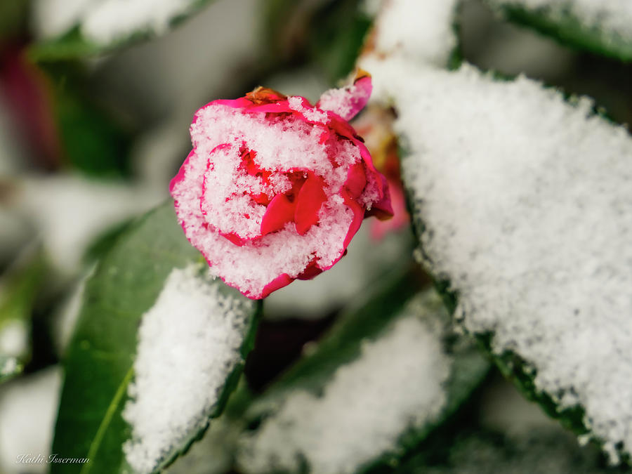 Snowy Camellia Photograph by Kathi Isserman