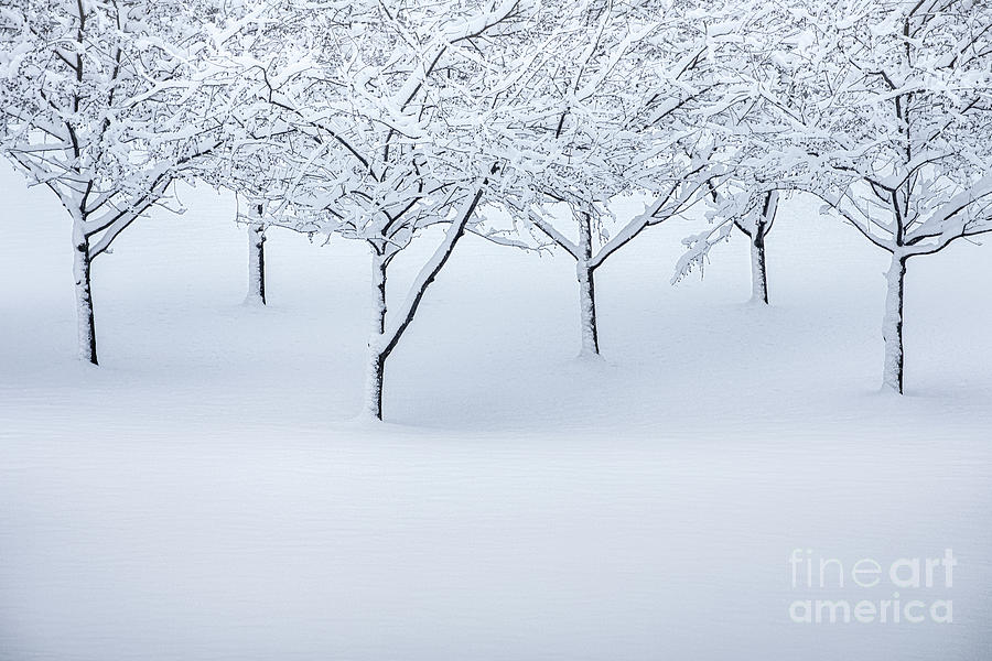 Snowy Canopy Photograph by Ernesto Ruiz