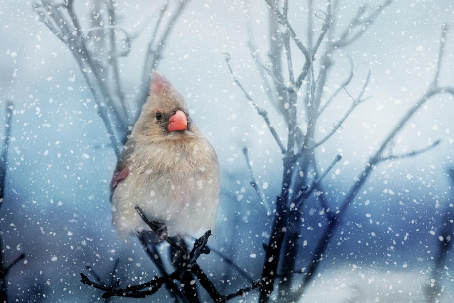 Snowy Cardinal Mixed Media by Ed Taylor