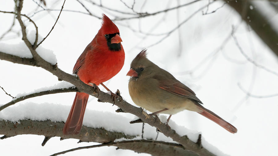 Snowy Cardinal Pair Photograph