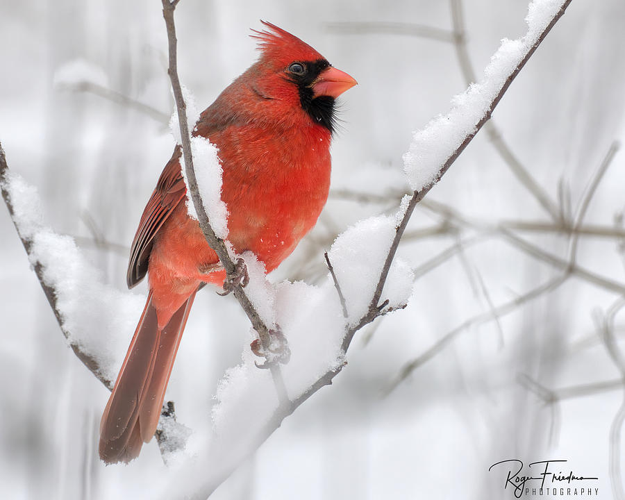 Snowy Cardinal Photograph by Roger Friedman