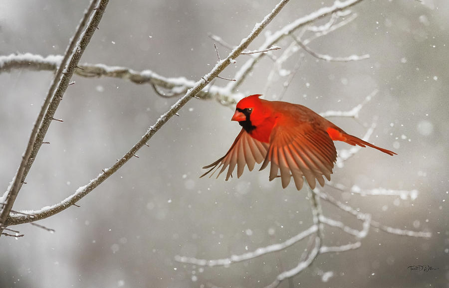 Snowy Cardinal  Photograph by Theresa D Williams