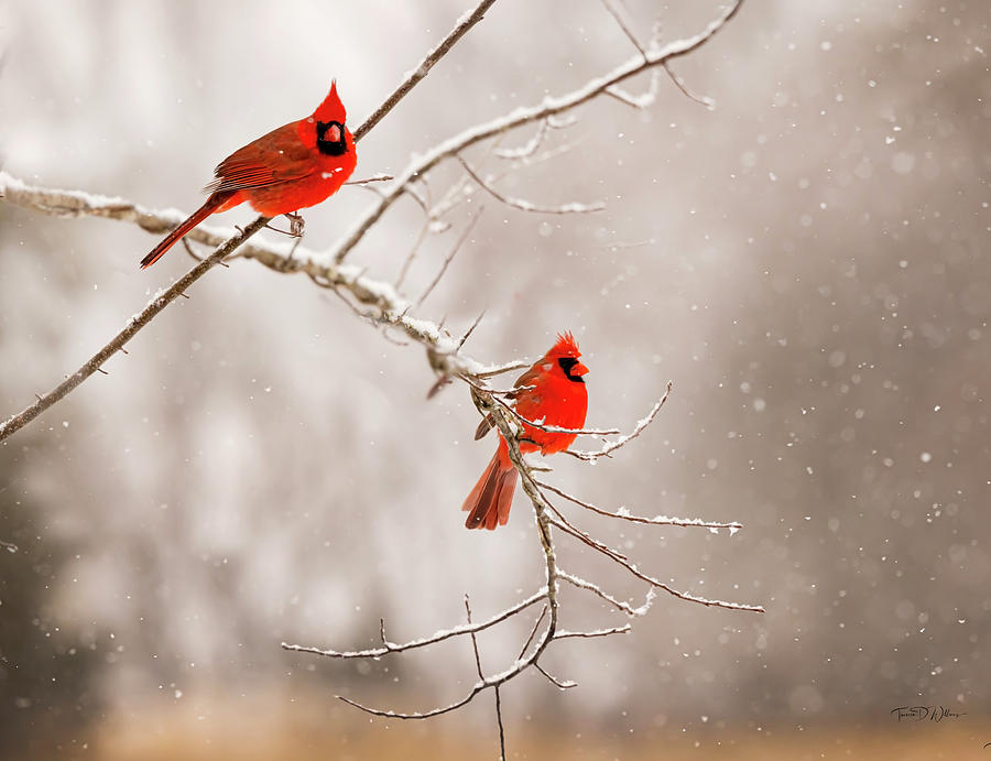 Snowy Cardinals  Photograph by Theresa D Williams