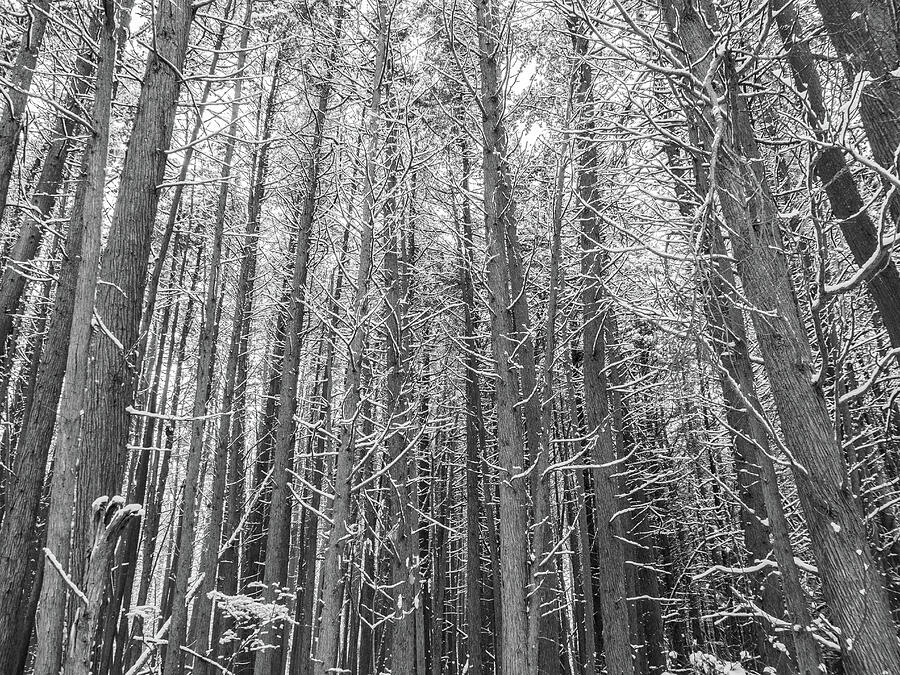 Snowy Cedars In Black and White Photograph by Kristia Adams