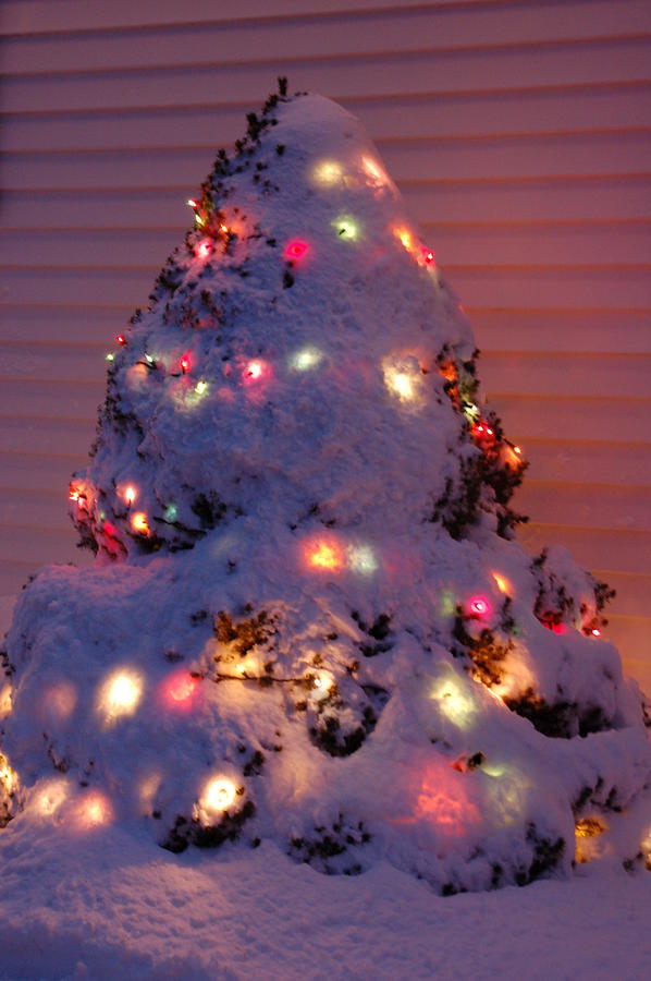 Snowy Christmas Tree Photograph by Granny B Photography