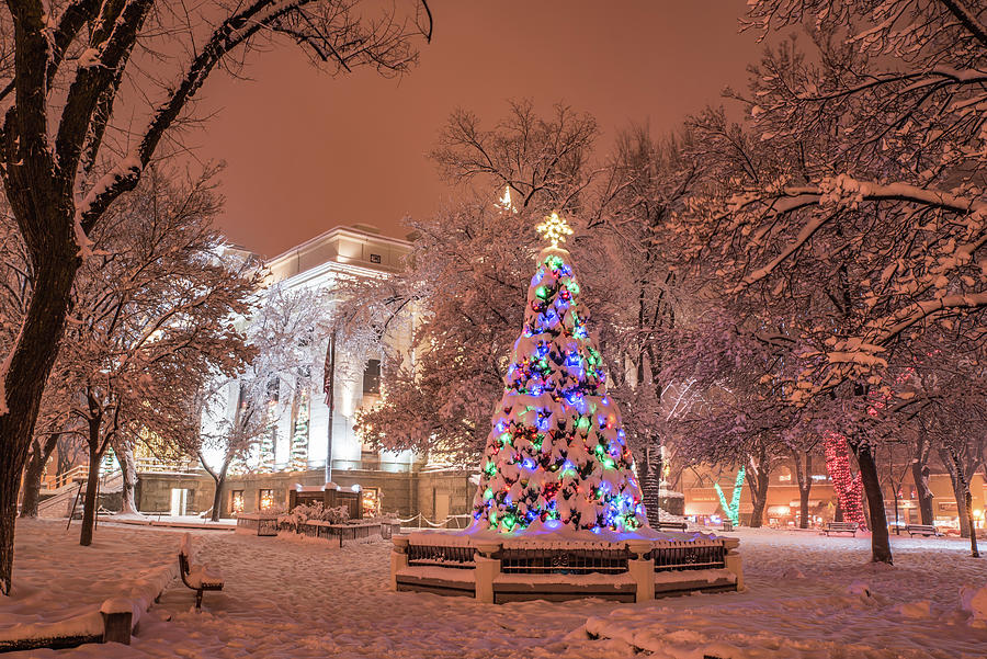 Snowy Christmas Tree Photograph by Matt Halvorson Snowy Christmas Tree Photograph by Matt Halvorson