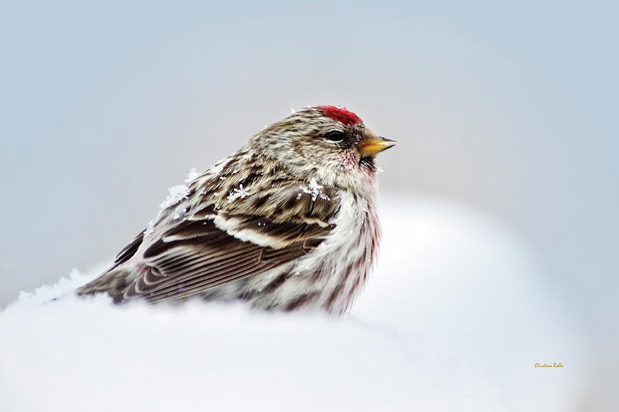 Snowy Common Redpoll Photograph by Christina Rollo