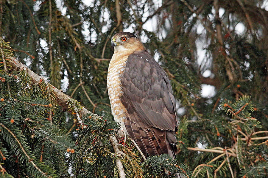 Snowy Coopers Hawk Photograph