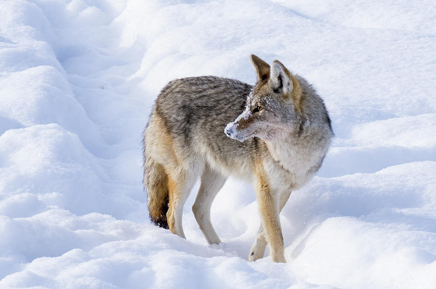 Snowy Coyote  Photograph by Julie Barrick