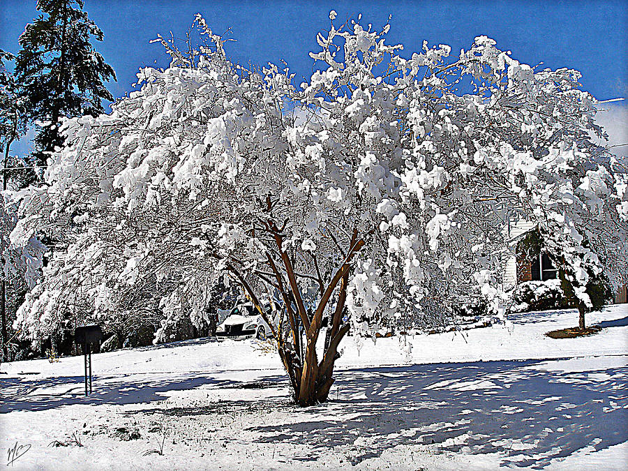 Snowy Crapemyrtle Painting by Mark Baranowski