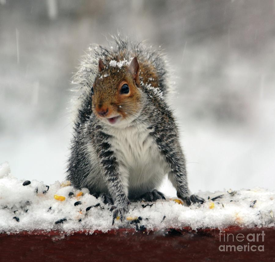 Snowy Curious Squirrel  Photograph by Sea Change Vibes