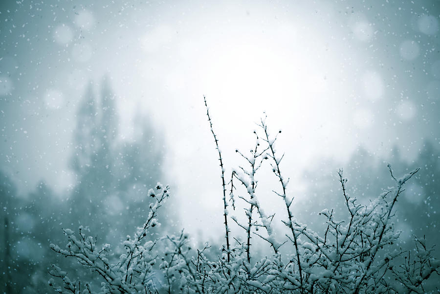 Snowy Day Abstract Photograph by Naomi Maya