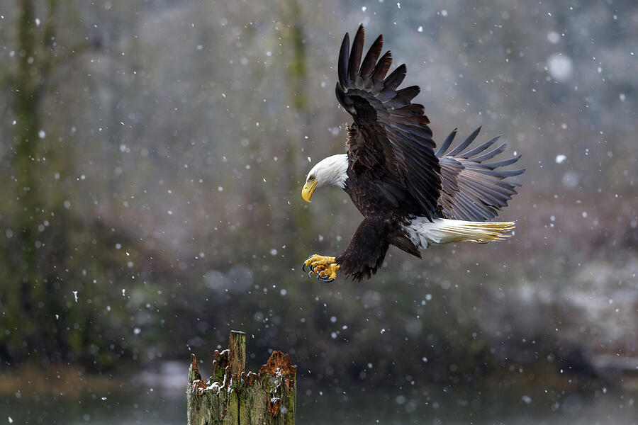 Snowy Day Eagle Photograph by Wes and Dotty Weber