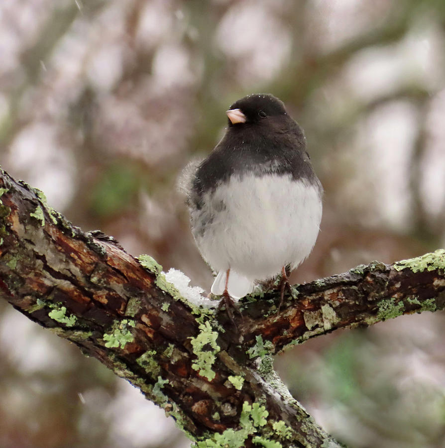 Snowy Day For The Dark-Eyed Junco Photograph by Rebecca Grzenda - Fine ...