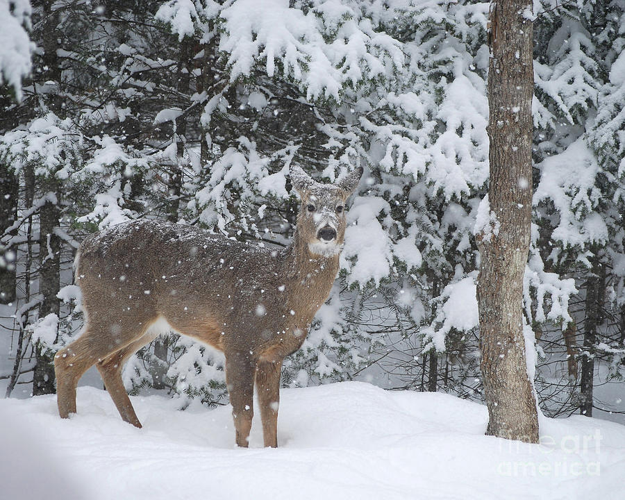 Snowy Day for the Deer Photograph by Sharon Molinaro