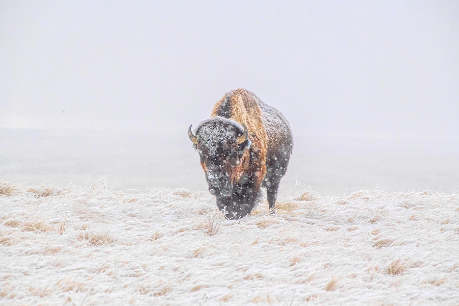 Bison Photograph - Snowy Day in the Badlands by Teresa Hofer
