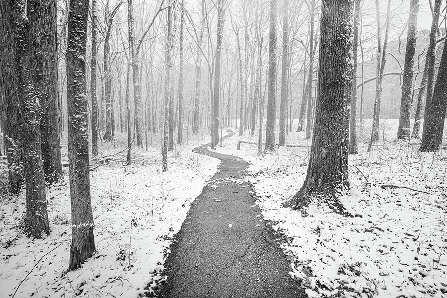 snowy woods black and white