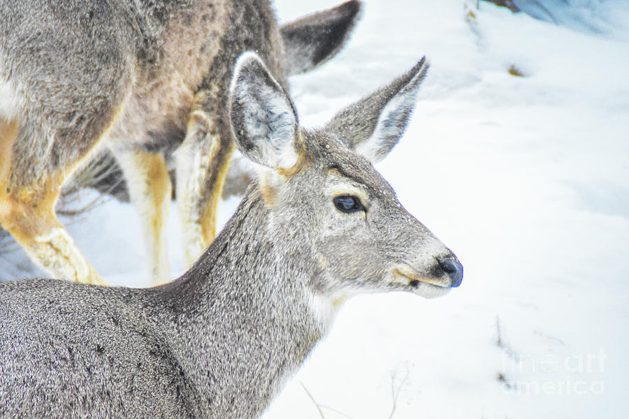 Snowy Deer Photograph by Ed Stokes