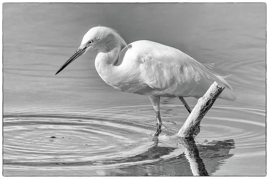 Snowy Egret 132B Photograph by Sally Fuller
