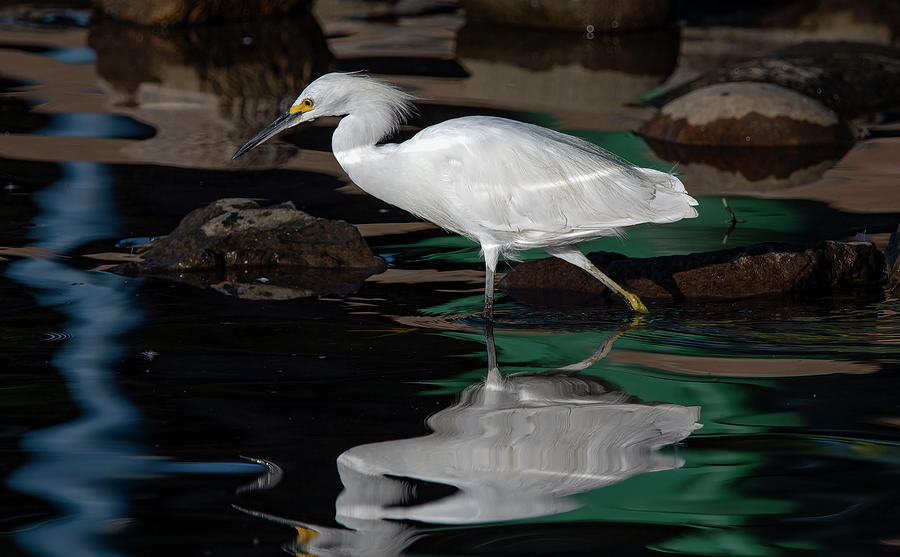 Snowy Egret 2 Photograph by Rick Mosher