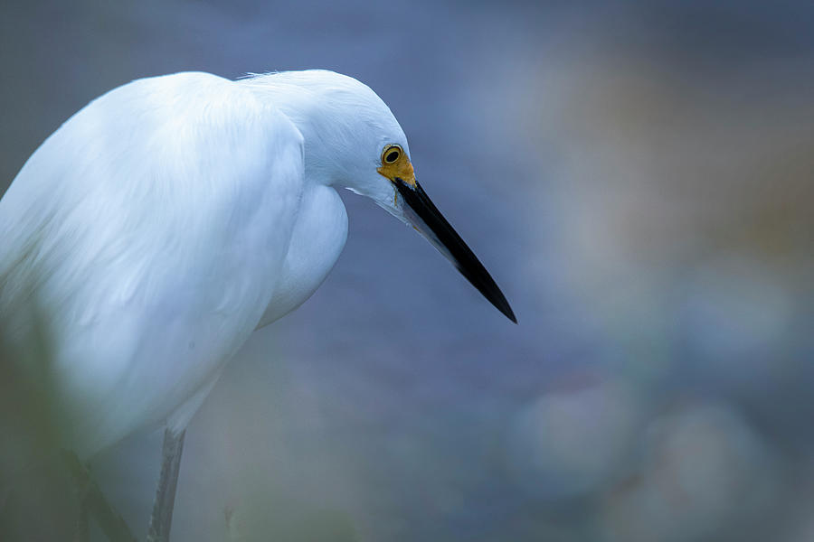 Snowy Egret 27A Photograph by Sally Fuller