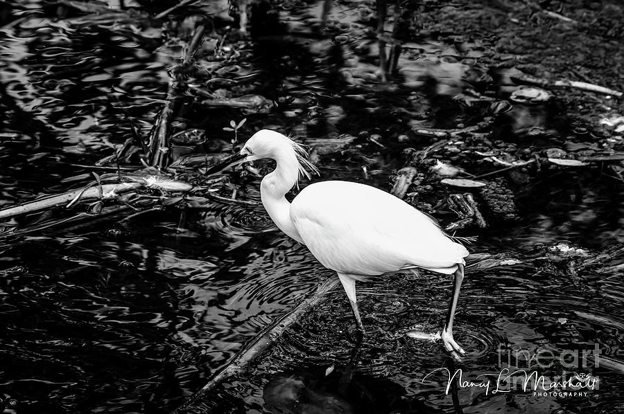 Snowy Egret 3 Black n White Signed Photograph by Nancy L Marshall ...