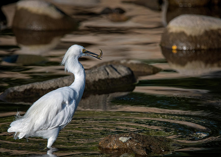 Snowy Egret 3 Photograph by Rick Mosher