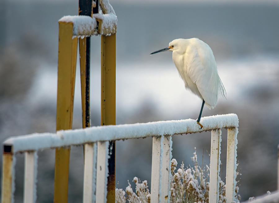 Snowy Egret 4 Photograph by Rick Mosher
