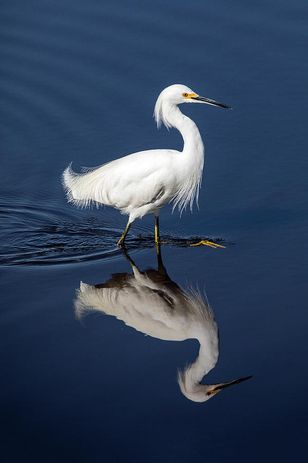 Snowy Egret 44A Photograph by Sally Fuller