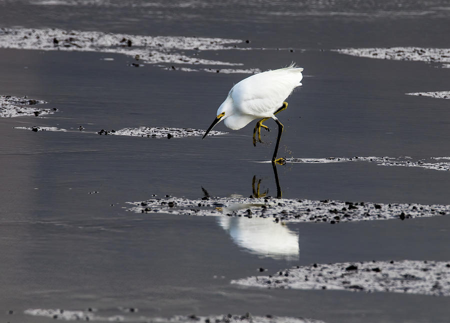 Snowy Egret Photograph - Snowy Egret 7A9443 by Stephen Parker