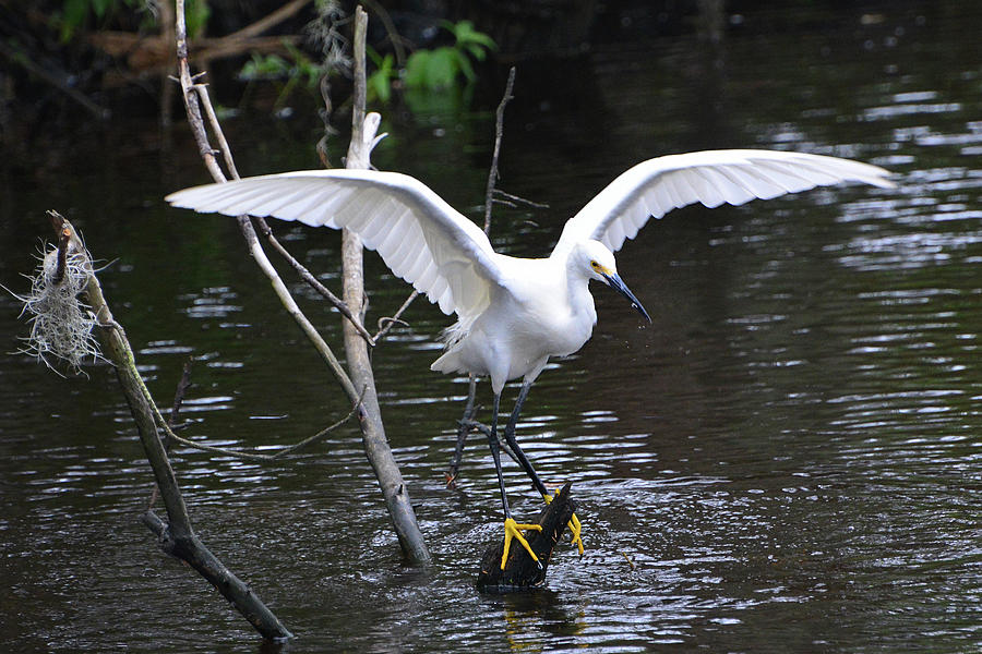 Snowy Egret About to Land Photograph by Jerry Griffin