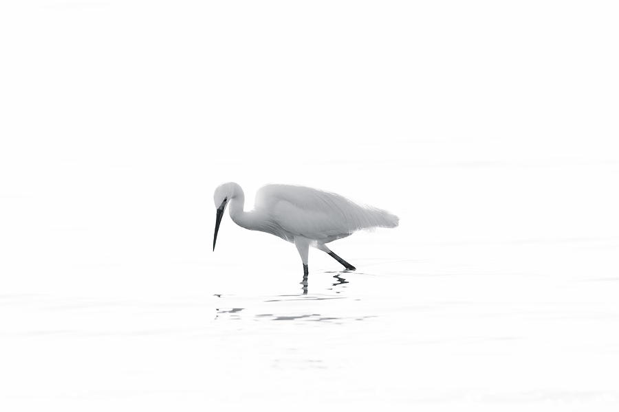 Snowy Egret Photograph by Akurashashin